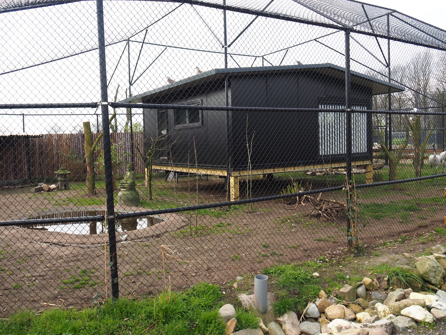 Red-crowned crane - Black-tailed gull - Lesser black-backed gull - Cheer pheasant aviary, 2019-04-06