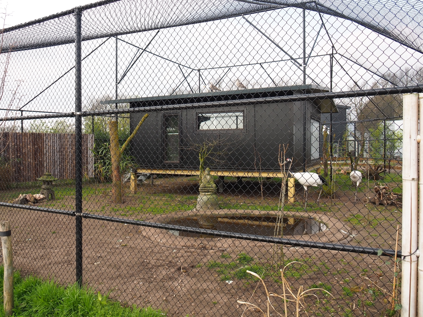 Red-crowned crane - Black-tailed gull - Lesser black-backed gull - Cheer pheasant aviary, 2019-04-06