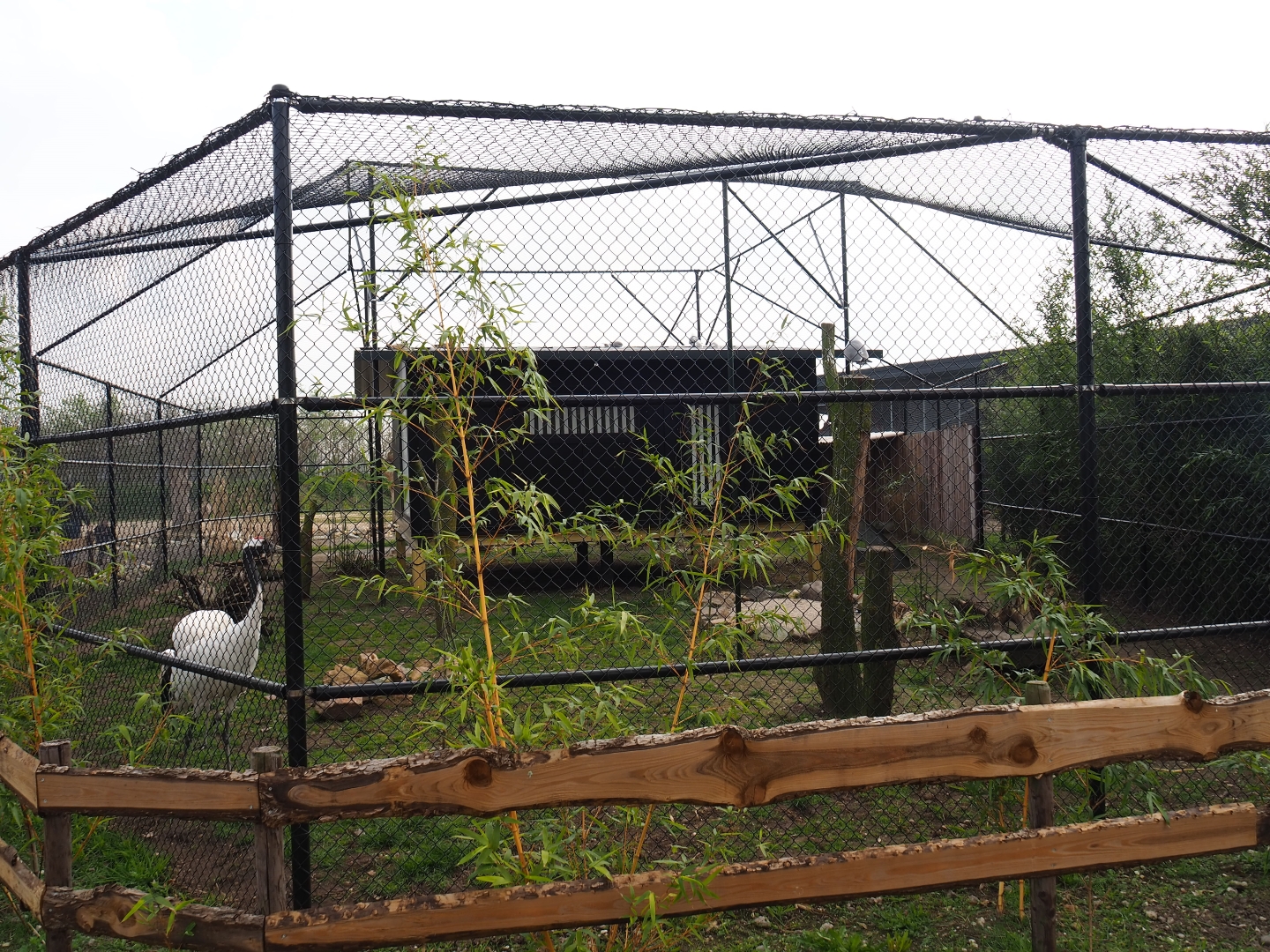 Red-crowned crane - Black-tailed gull - Lesser black-backed gull - Cheer pheasant aviary, 2019-04-06