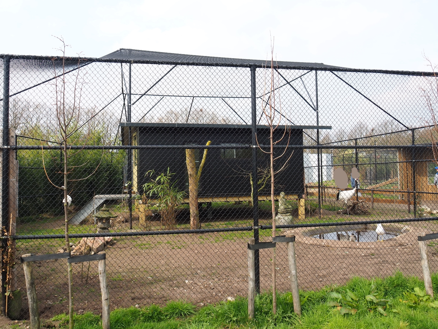Red-crowned crane - Black-tailed gull - Lesser black-backed gull - Cheer pheasant aviary, 2019-04-06