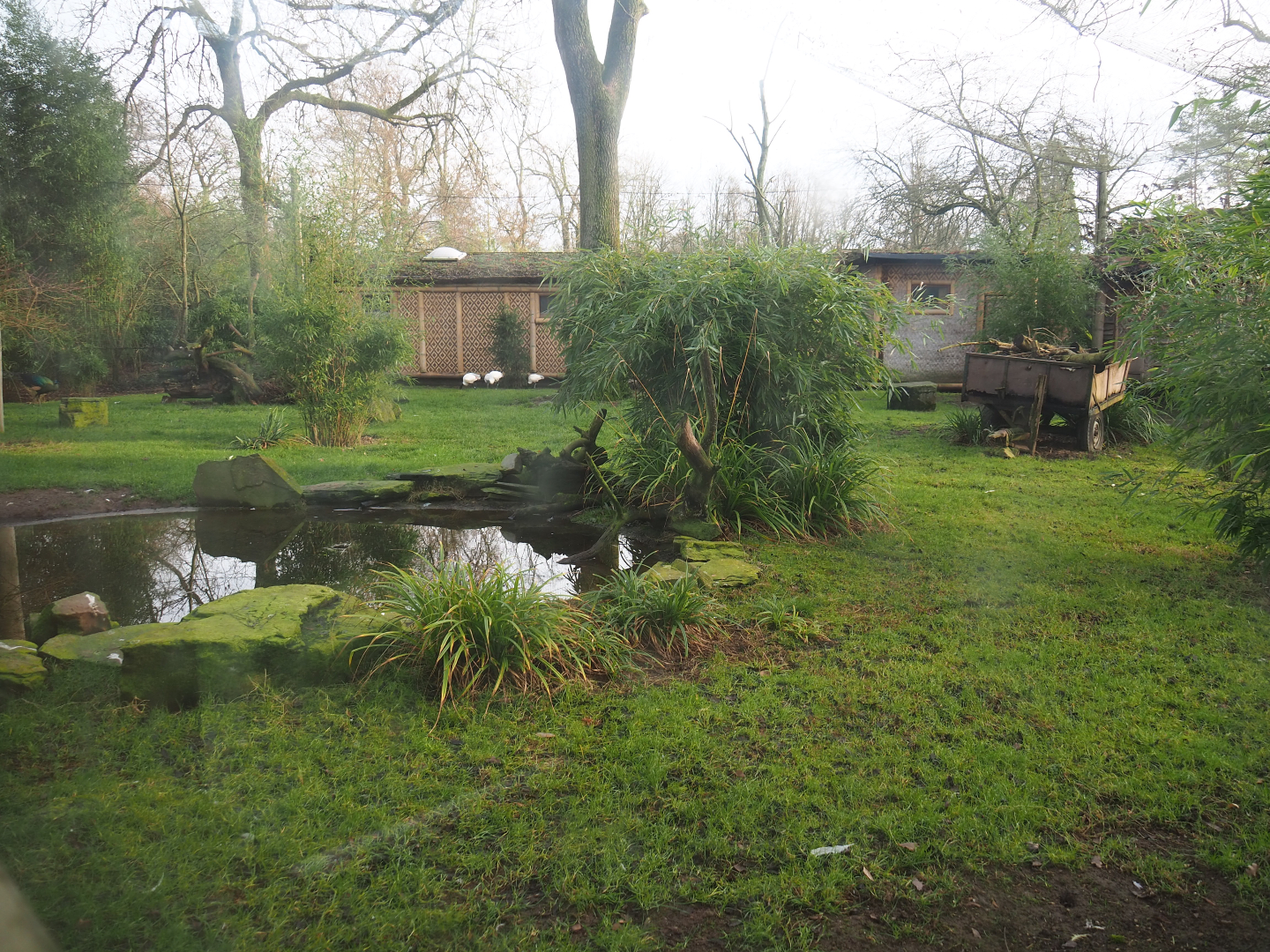 Red-crowned crane, Blue eared pheasant, Cheer pheasant, Black-headed ibis and Green peafowl aviary, 2020-01-11