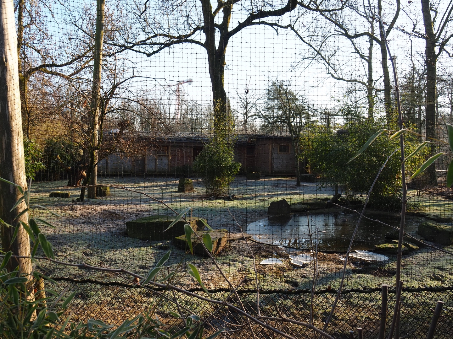 Red-crowned crane - Blue eared pheasant - Green peafowl - Black-headed ibis - Cheer pheasant aviary (Jan 20th, 2019)
