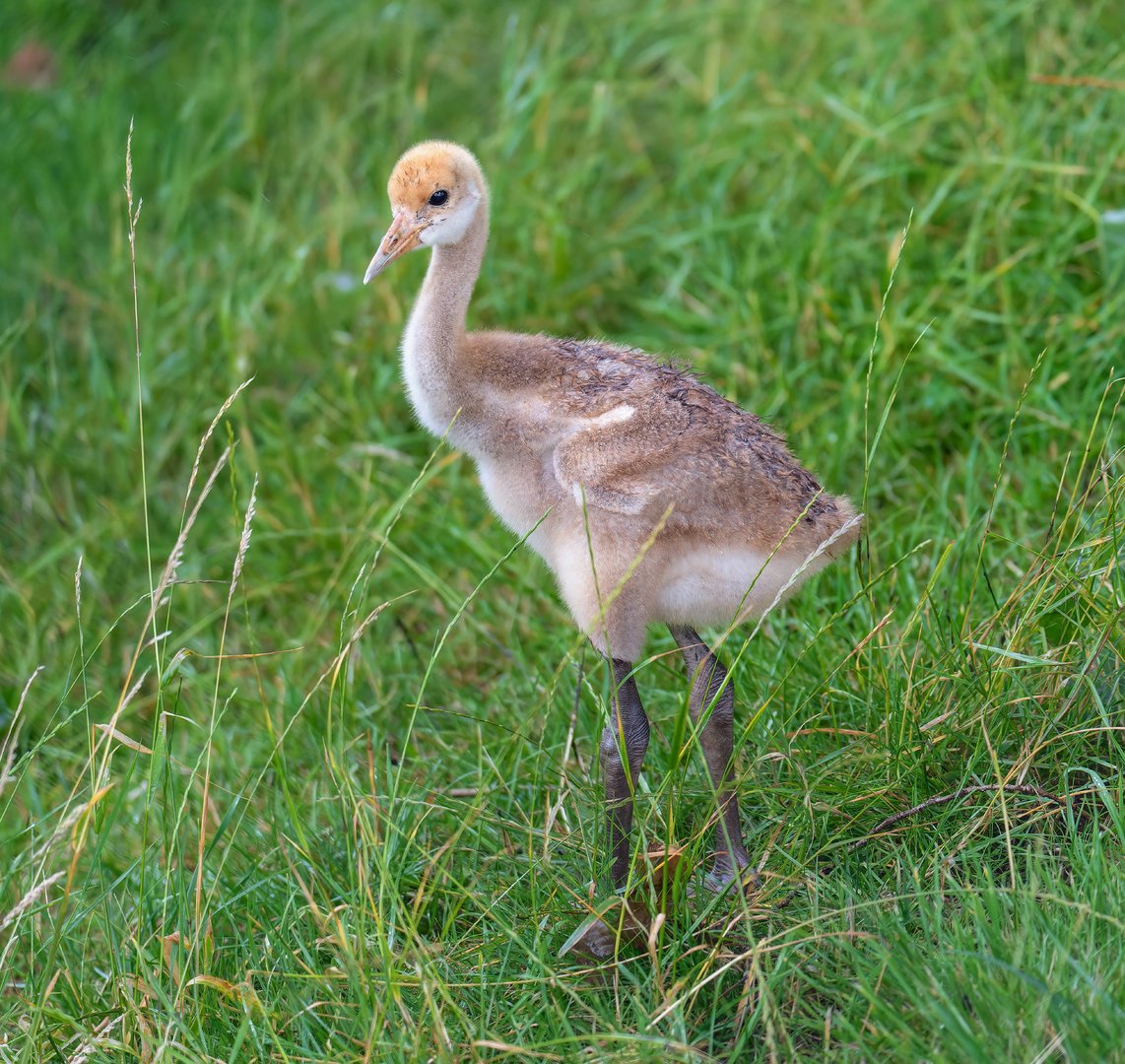 Red crowned crane chick, Whipsnade, UK