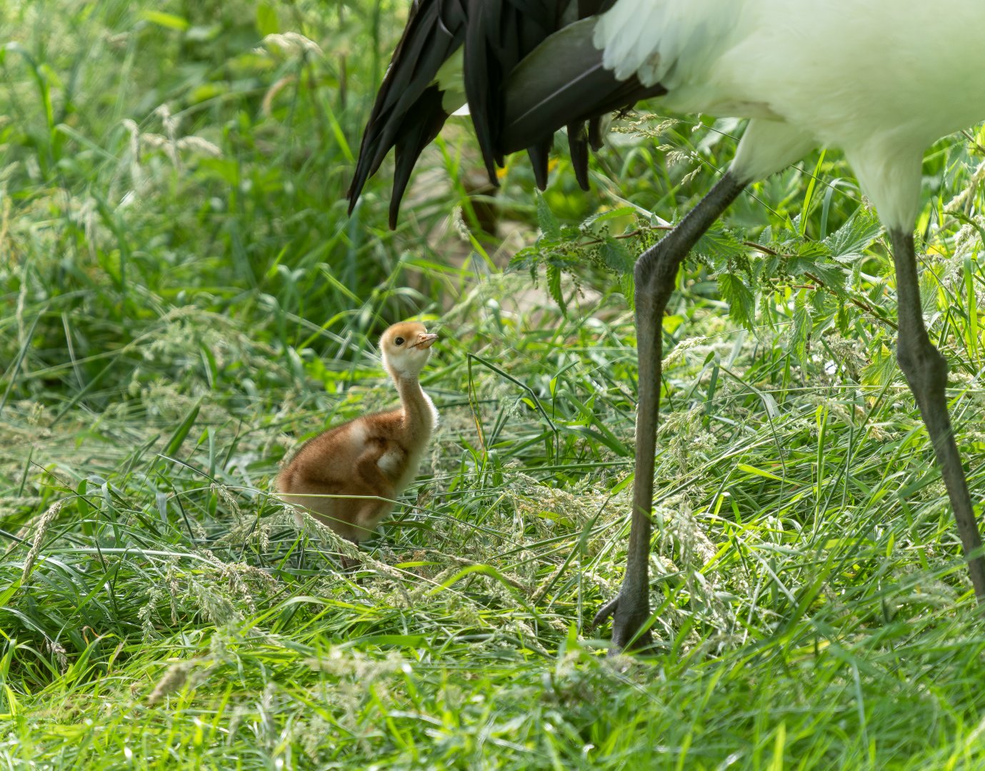 Red crowned crane chick, ZSL Whipsnade, UK