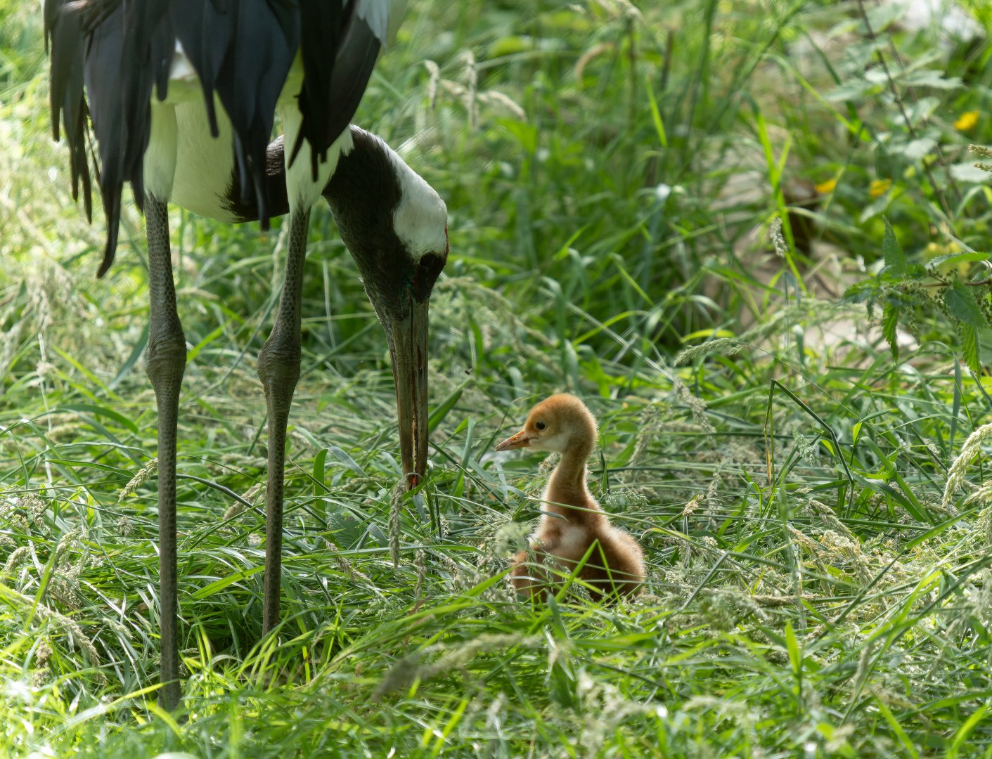 Red crowned crane chick, ZSL Whipsnade, UK