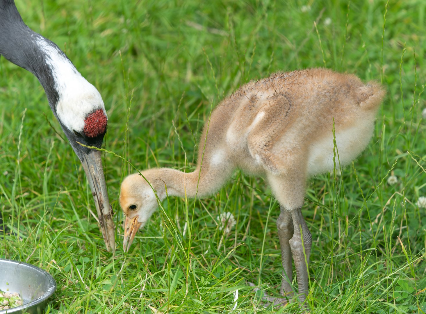 Red crowned crane chick, ZSL Whipsnade, UK