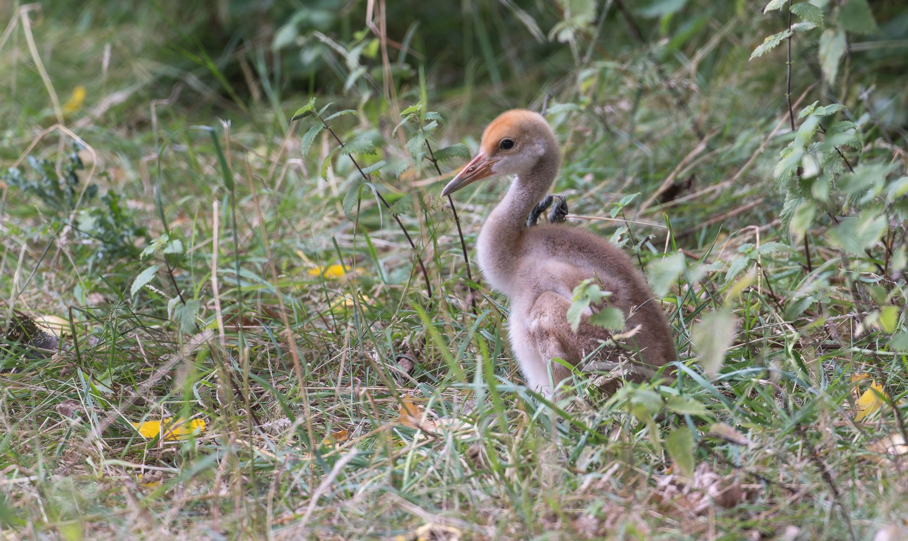 Red Crowned crane chick, ZSL Whipsnade, UK
