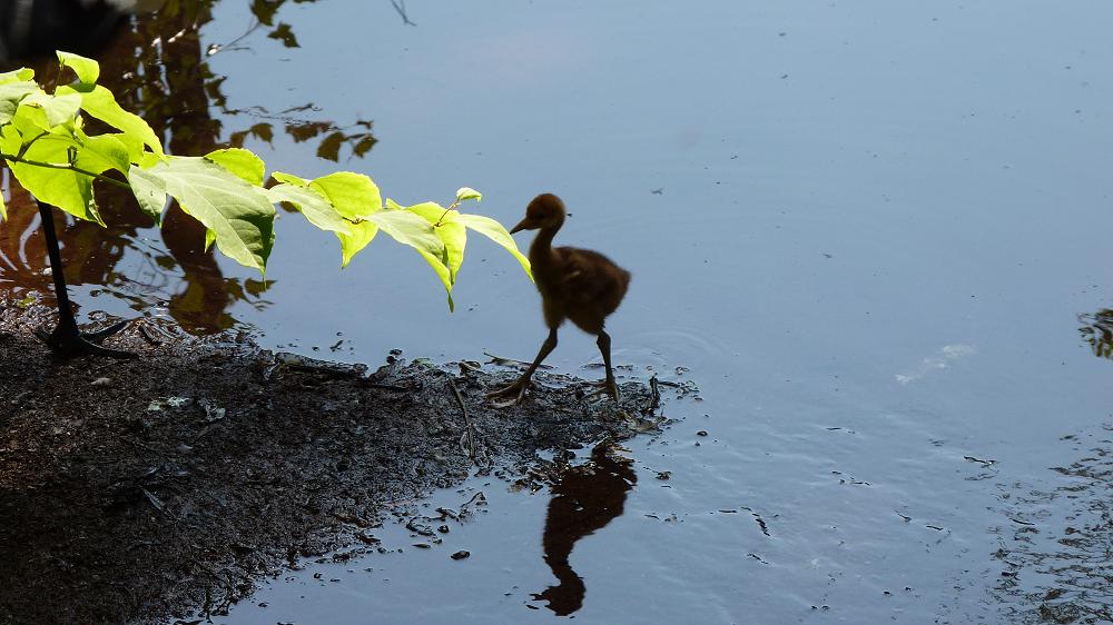Red Crowned Crane chick