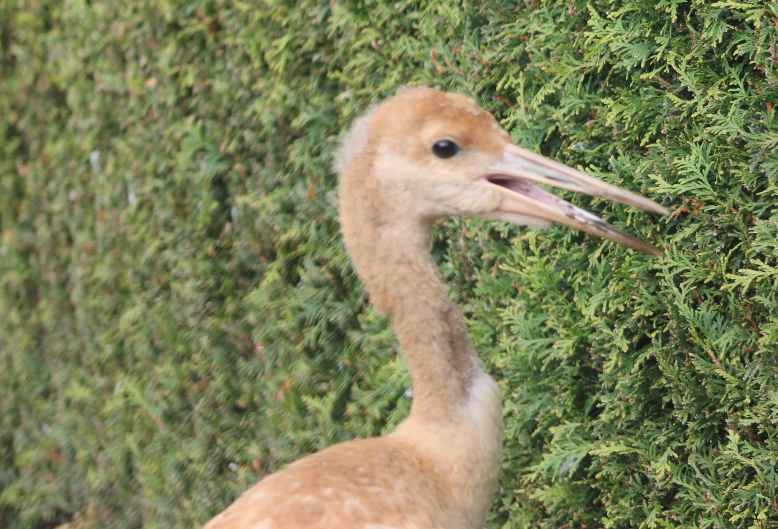 Red-crowned crane chick