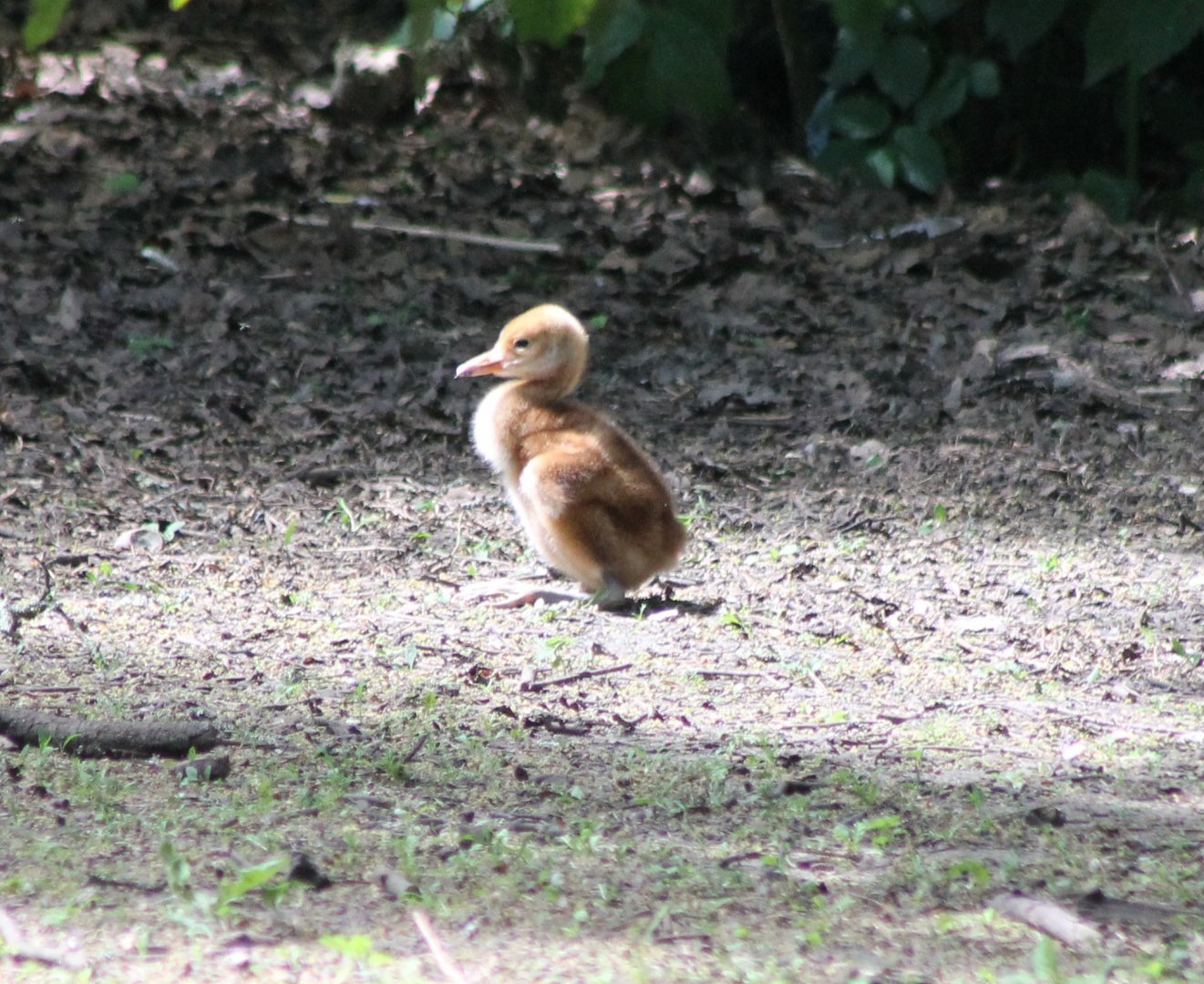 Red-crowned crane-chick