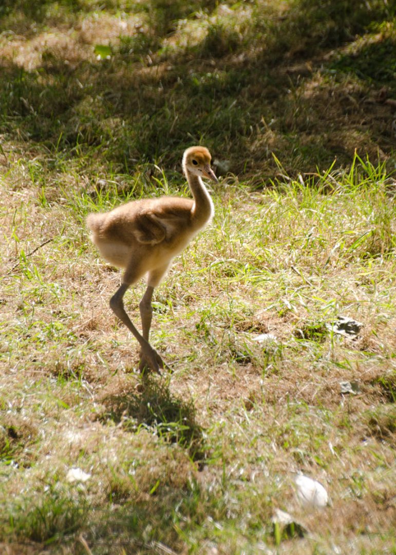Red Crowned Crane chick