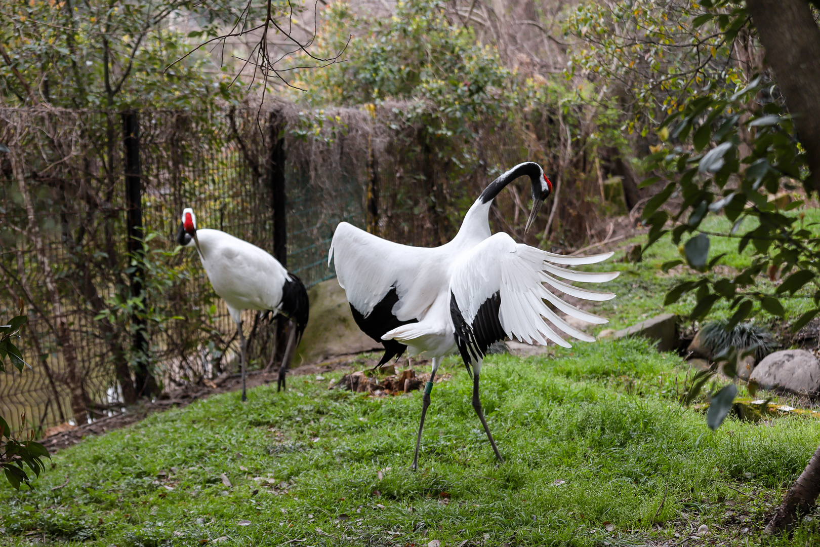 Red-crowned crane courtship