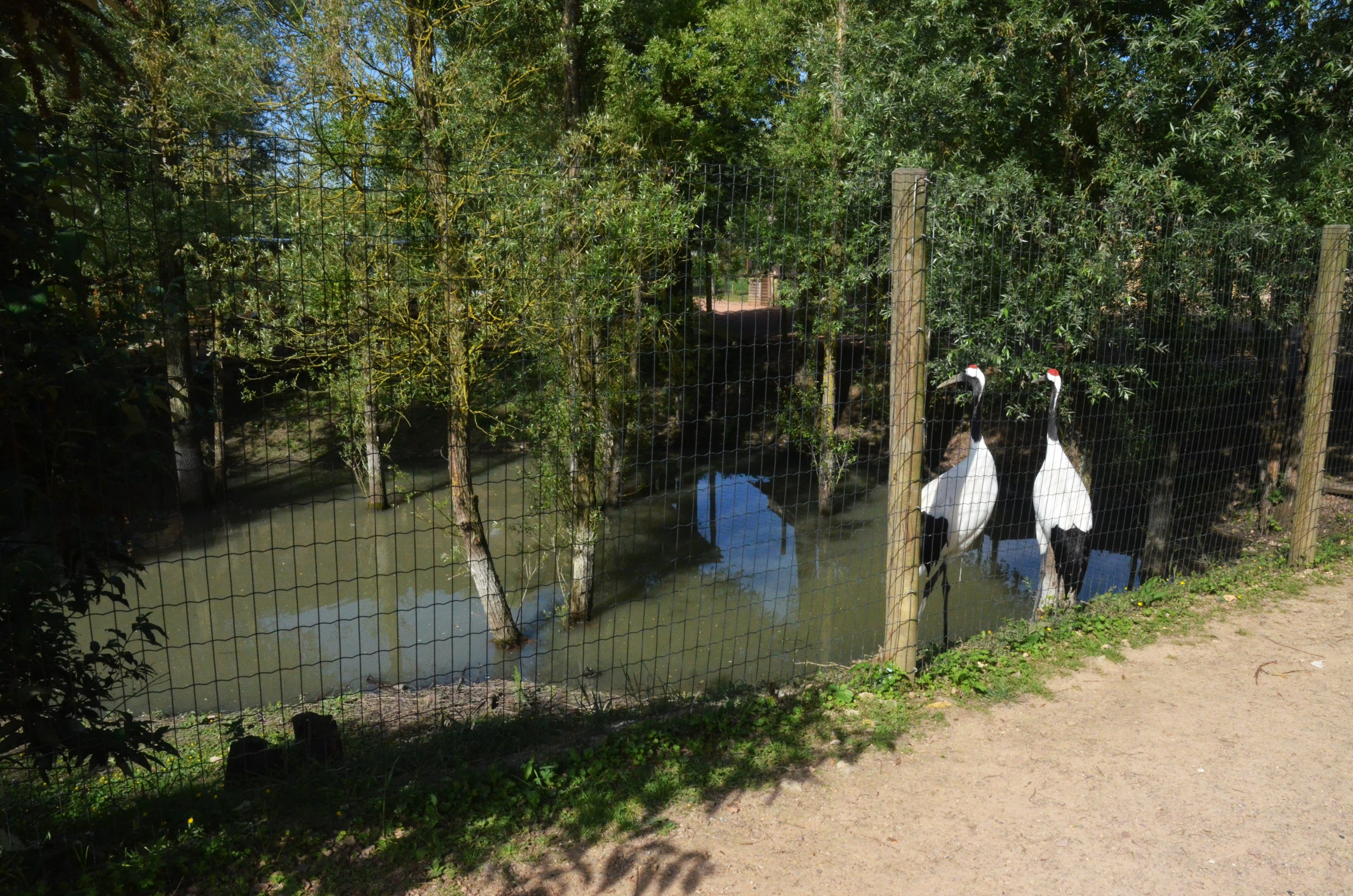 Red-crowned Crane Enclosure at Biotropica, 16/06/18