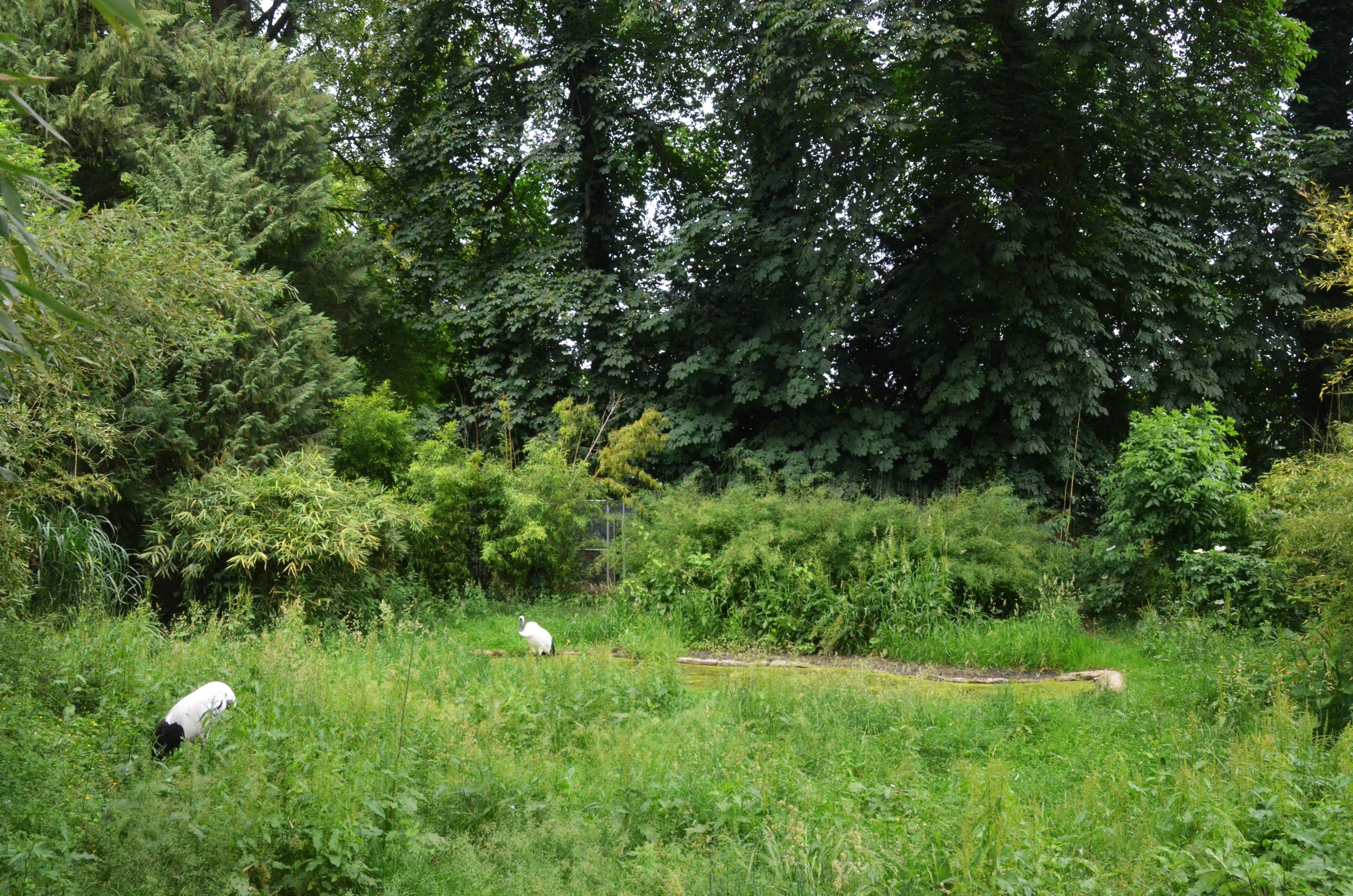 Red-crowned Crane Enclosure at Clères, 16/06/18