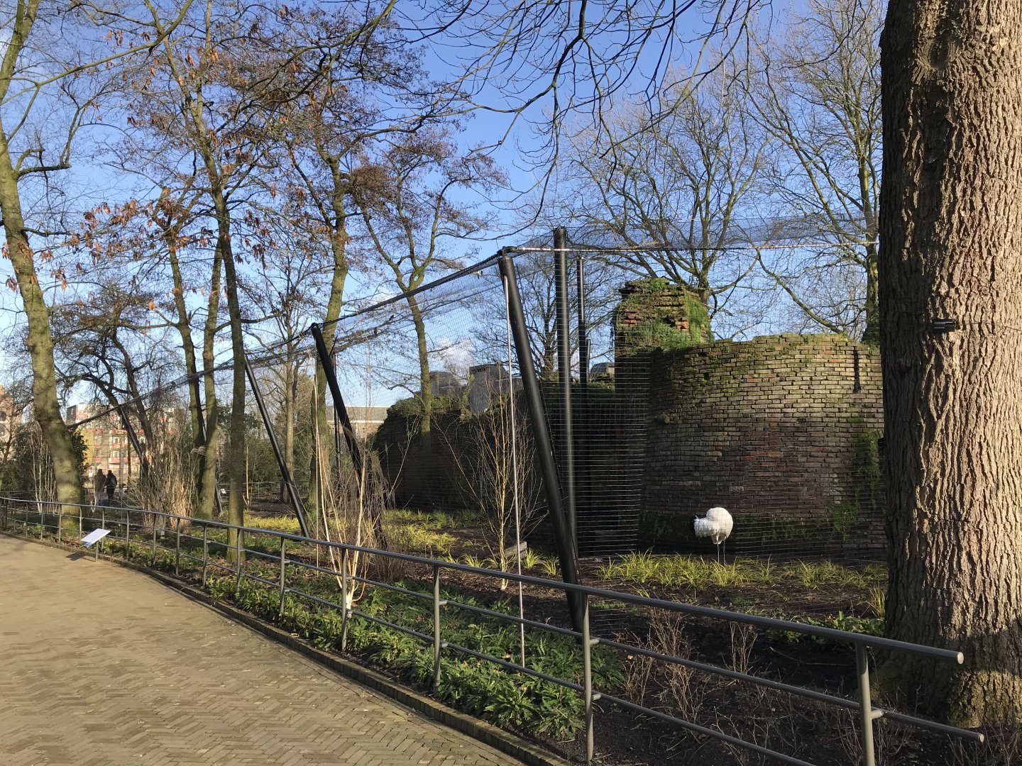 Red-crowned crane enclosure in winter