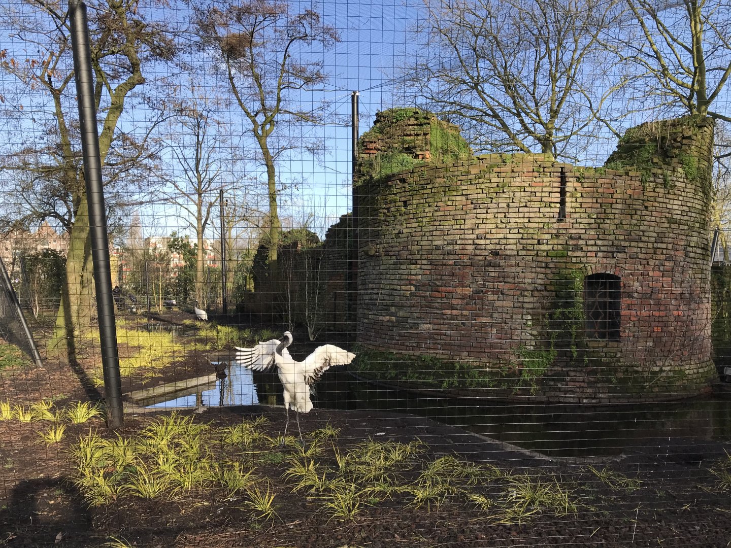 Red-crowned crane enclosure in winter