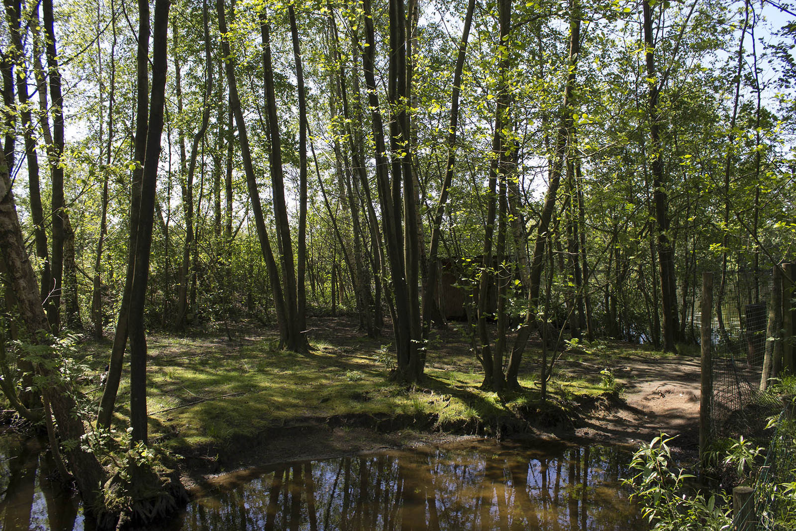 Red-crowned crane enclosure (May 23th, 2015)