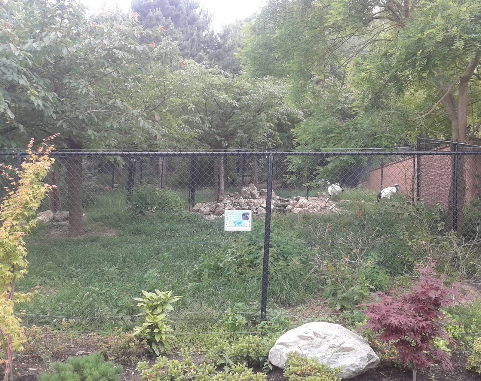Red-crowned crane enclosure