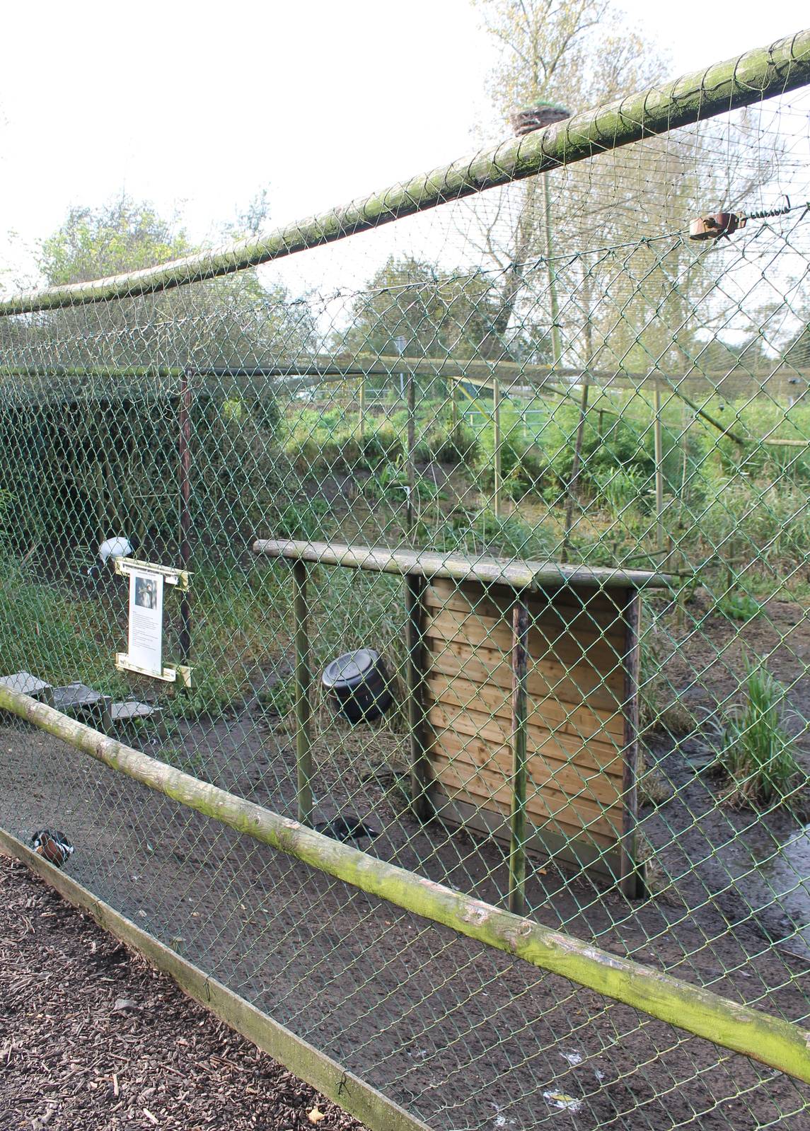 Red crowned crane enclosure