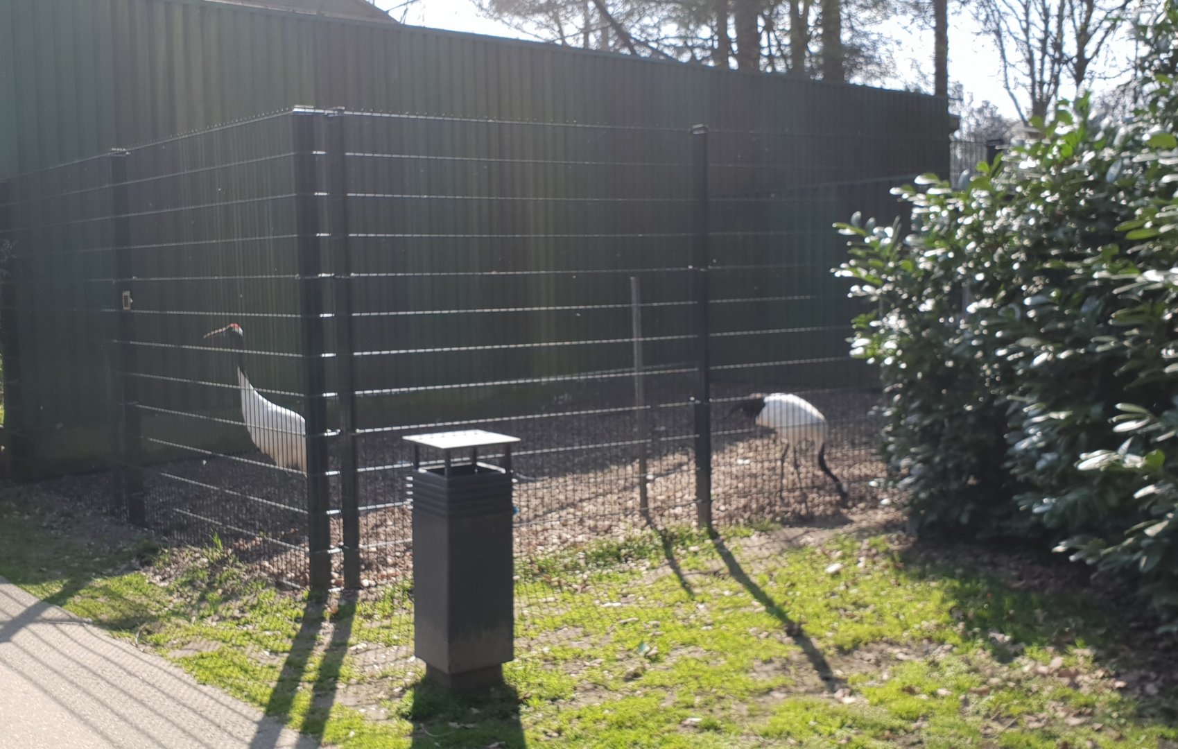 Red-crowned crane enclosure