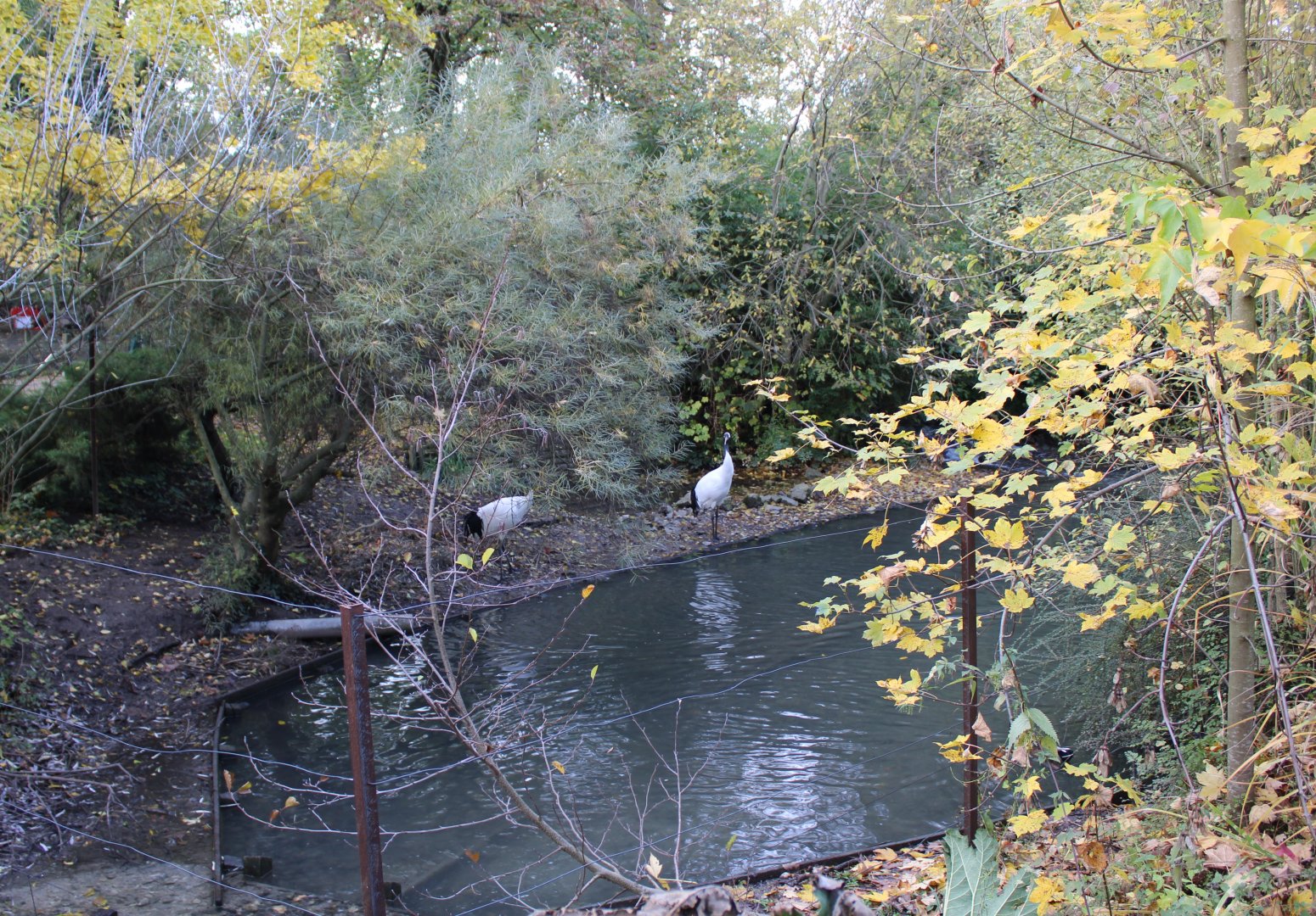 Red-crowned crane enclosure