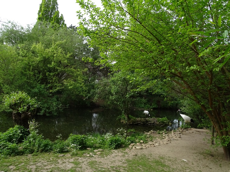 Red-crowned crane enclosure