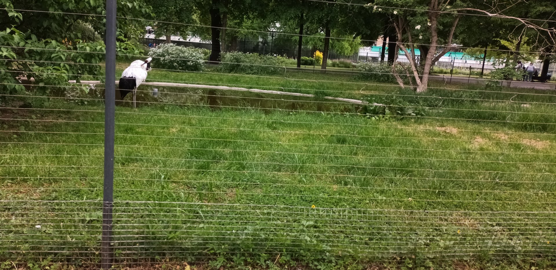 Red crowned Crane Enclosure