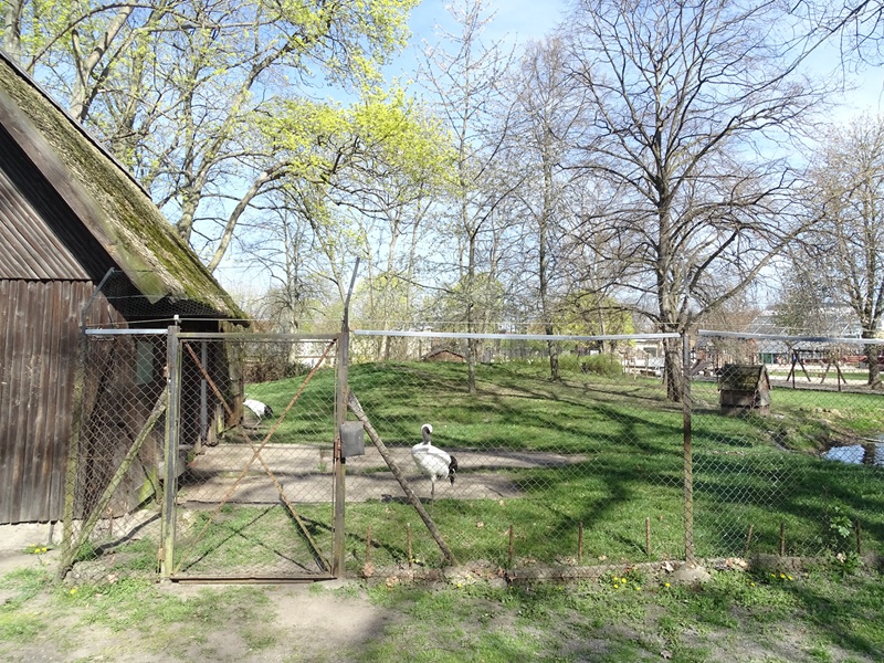 Red-crowned crane enclosure