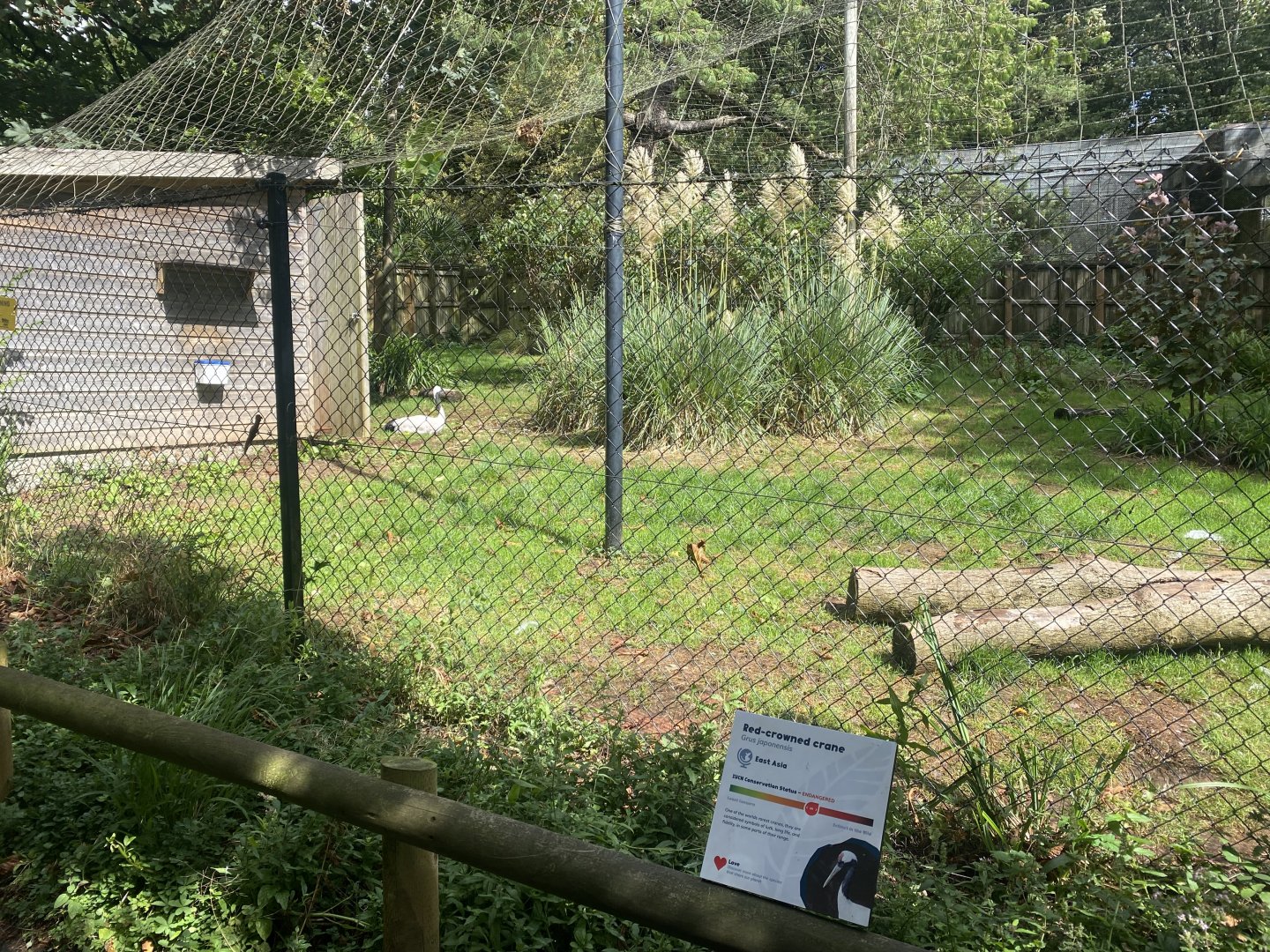 Red-crowned crane exhibit 030925
