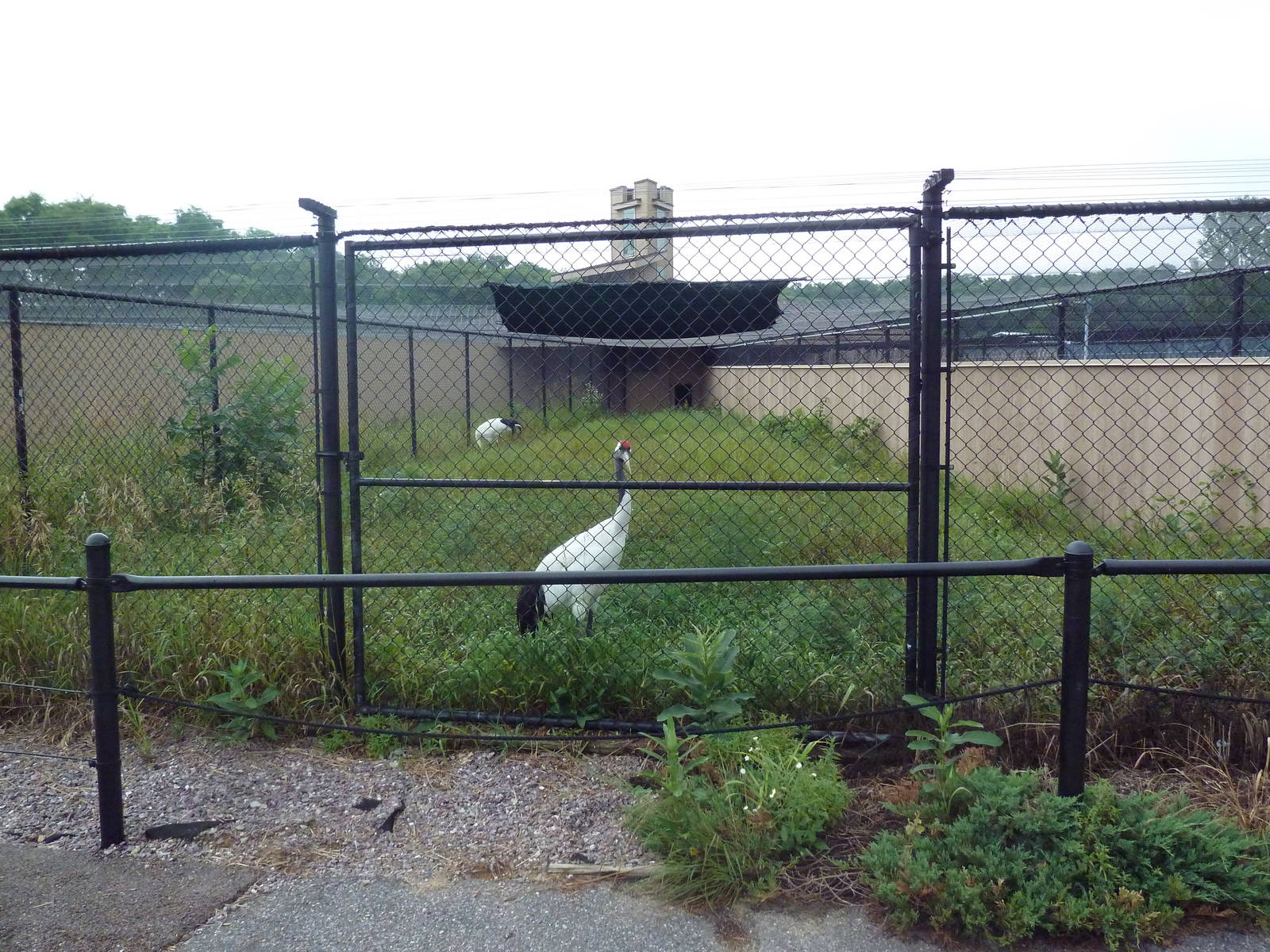 Red-Crowned Crane Exhibit #1