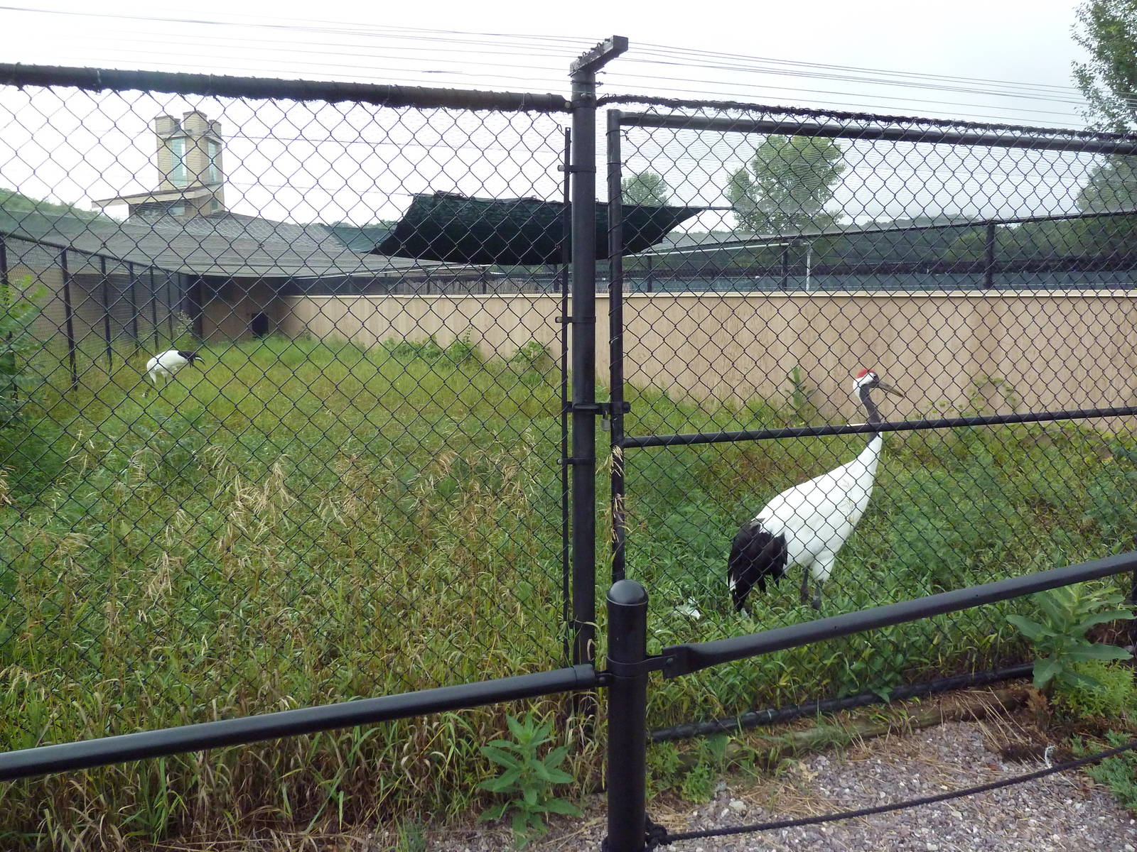 Red-Crowned Crane Exhibit #1