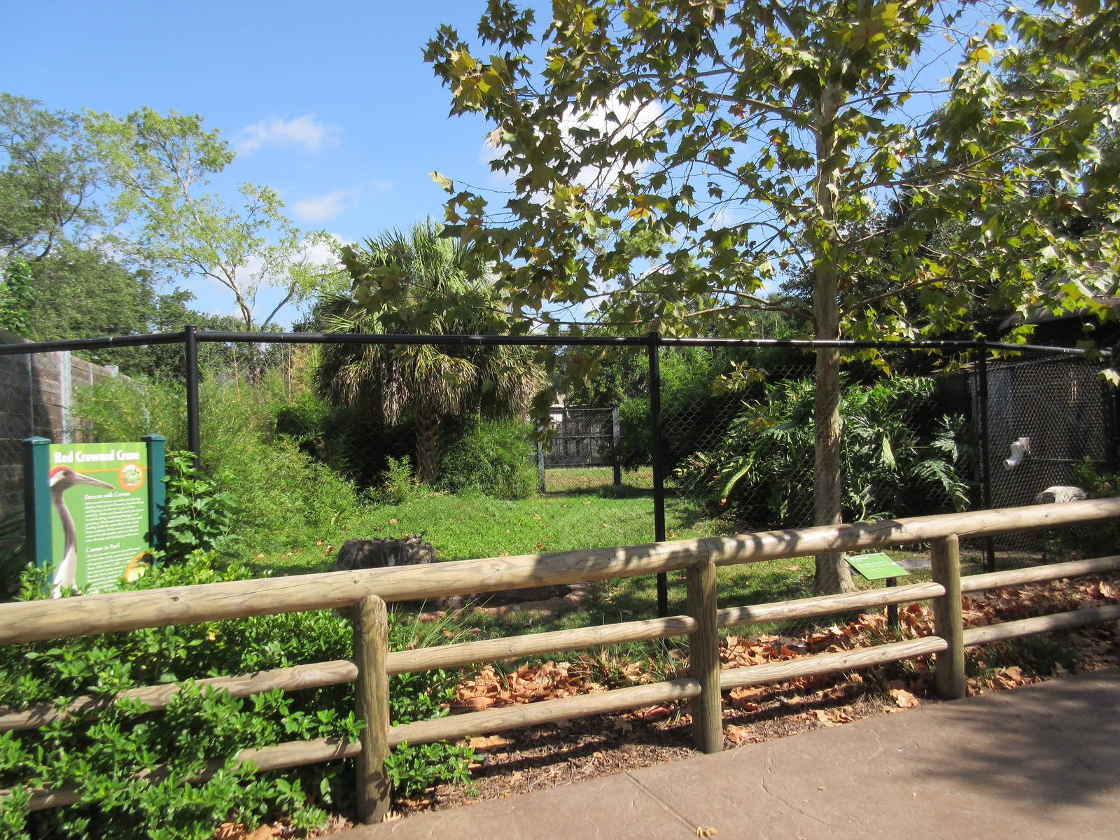 Red-Crowned Crane Exhibit #1