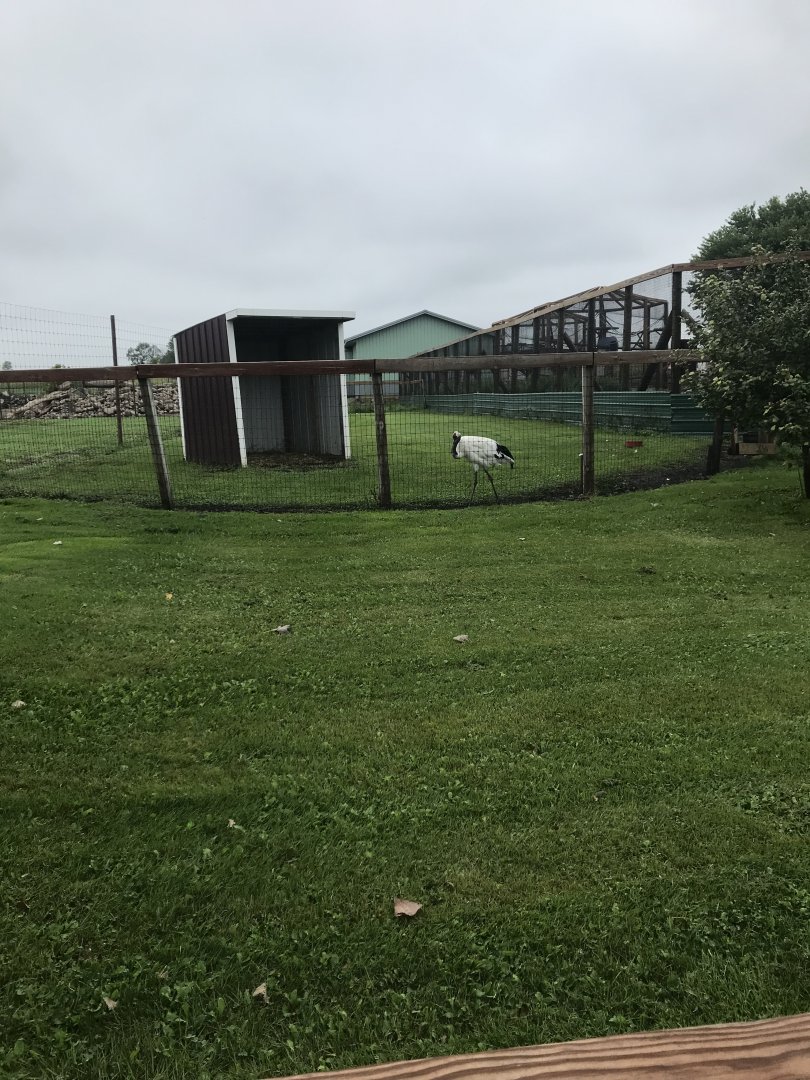 Red-Crowned Crane Exhibit #1