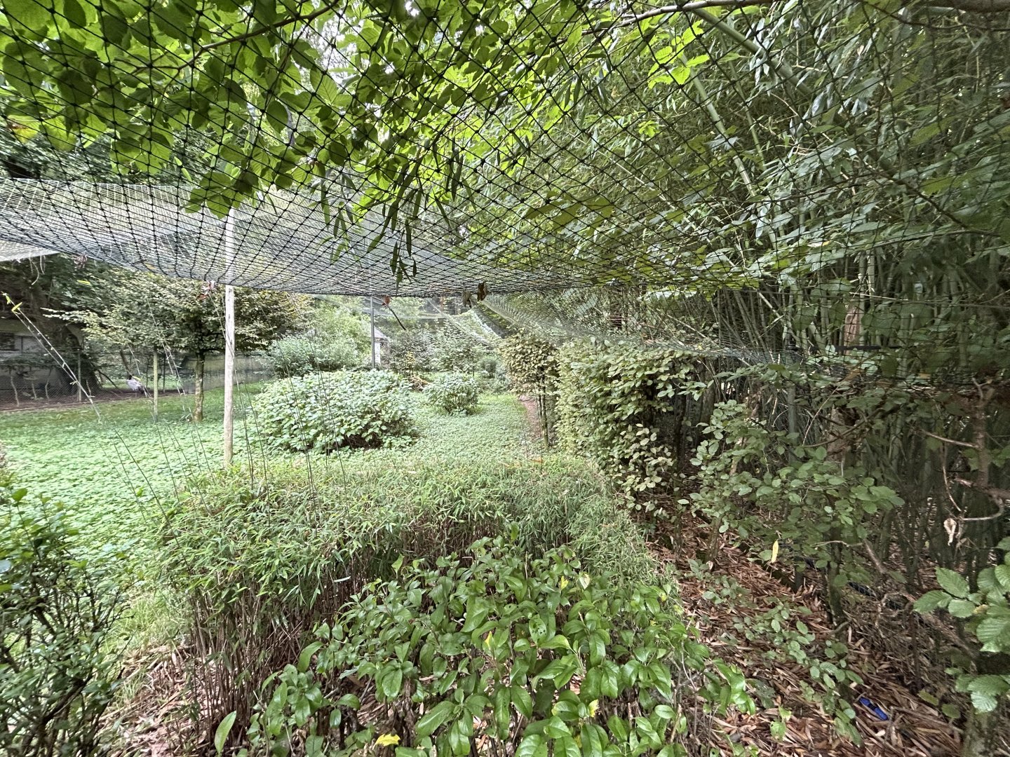 Red-crowned Crane Exhibit #1