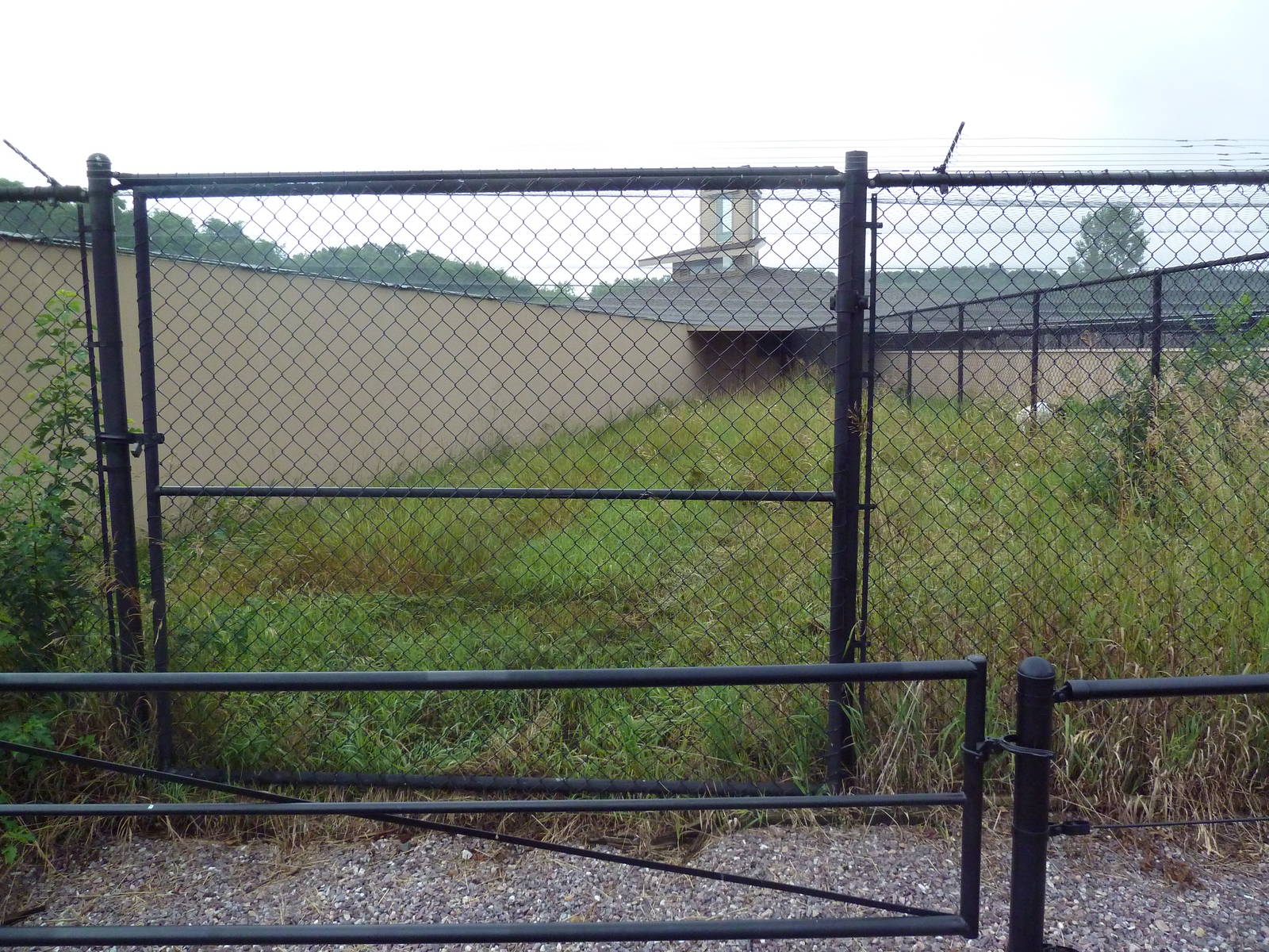 Red-Crowned Crane Exhibit #2