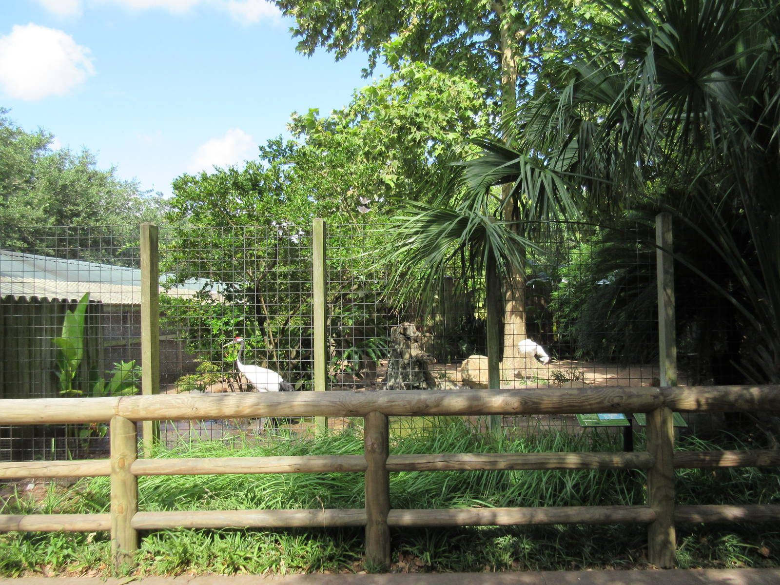 Red-Crowned Crane Exhibit #2