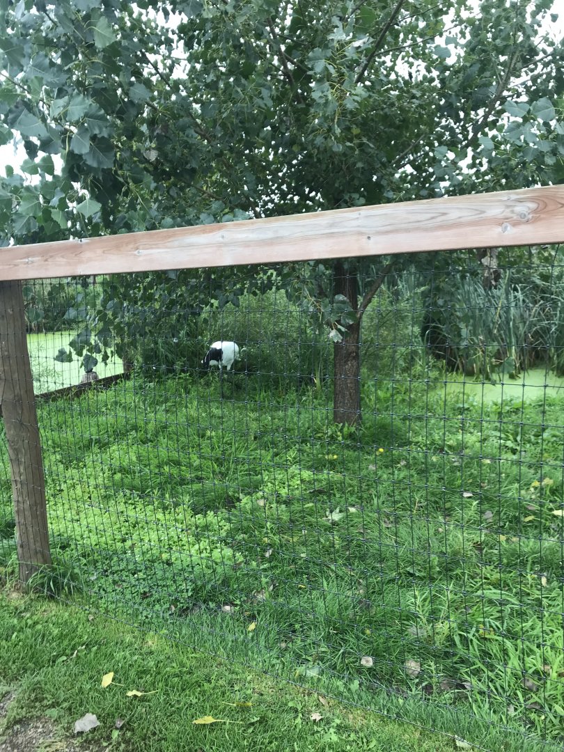 Red-Crowned Crane Exhibit #2
