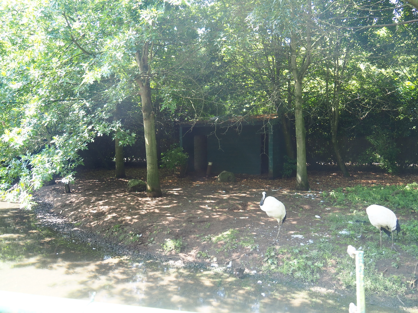 Red-crowned crane exhibit, 2019-08-04