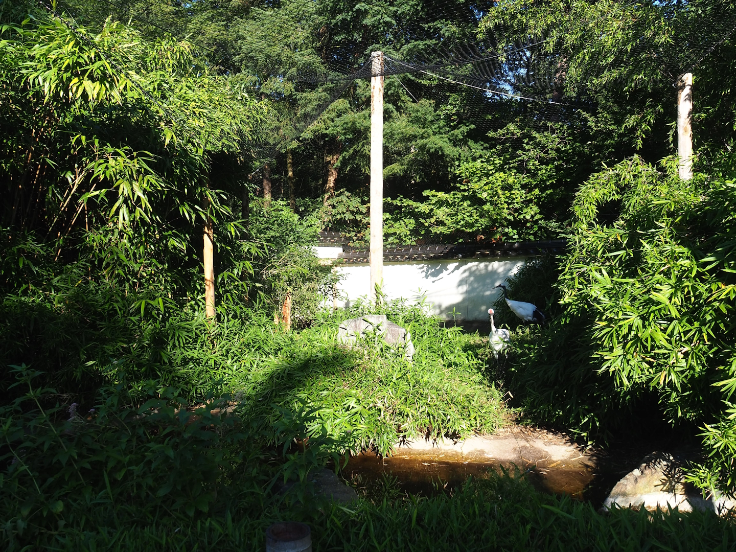 Red-crowned crane exhibit, 2023-09-24