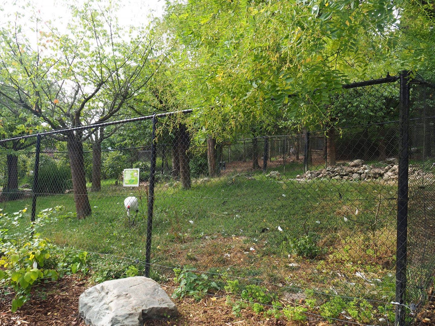 Red-crowned crane exhibit (Aug 28th, 2018)