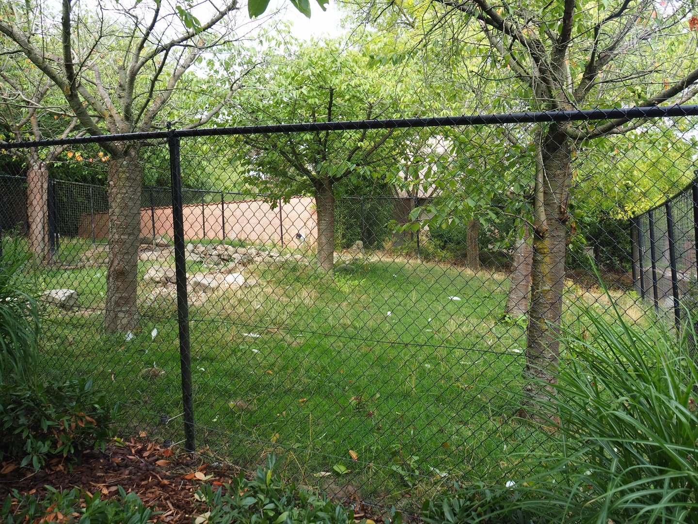 Red-crowned crane exhibit (Aug 28th, 2018)