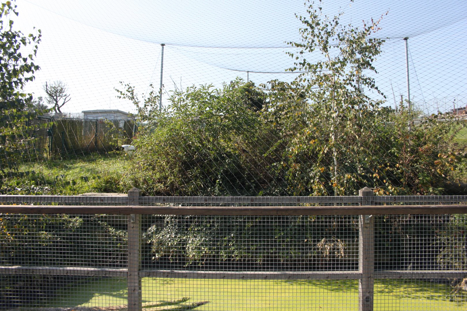 Red-crowned crane exhibit - lower part