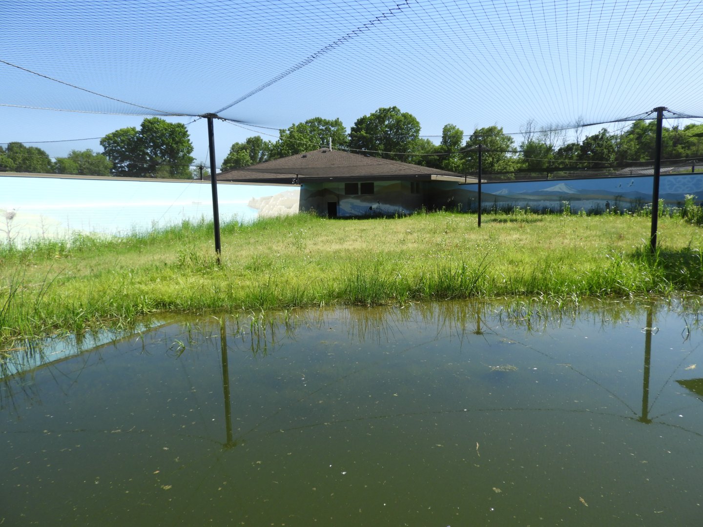 Red-crowned Crane exhibit - New in 2021