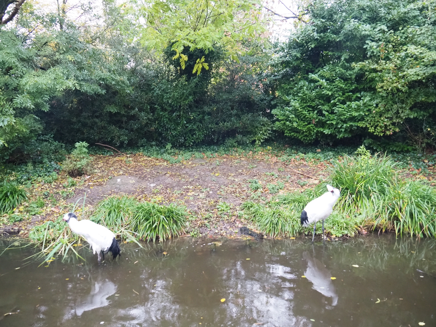 Red-crowned crane exhibit (Nov 10th, 2018)