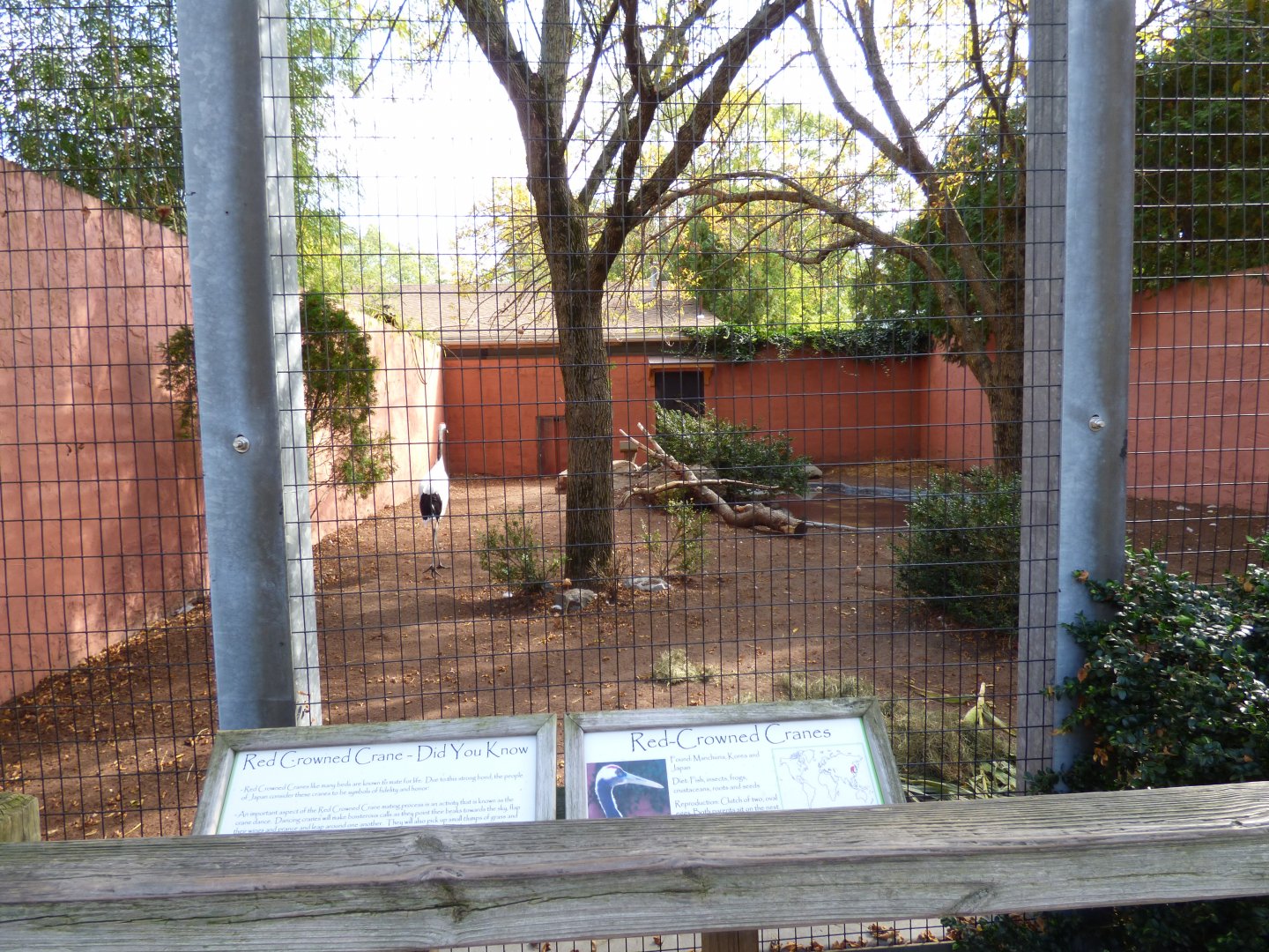 Red Crowned Crane Exhibit, October 2017