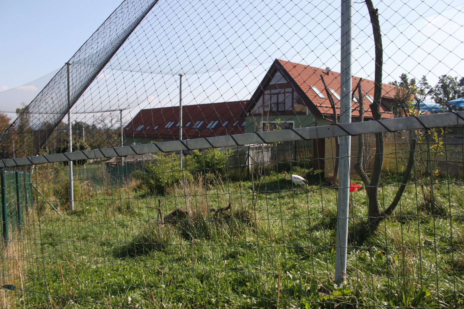 Red-crowned crane exhibit - upper part