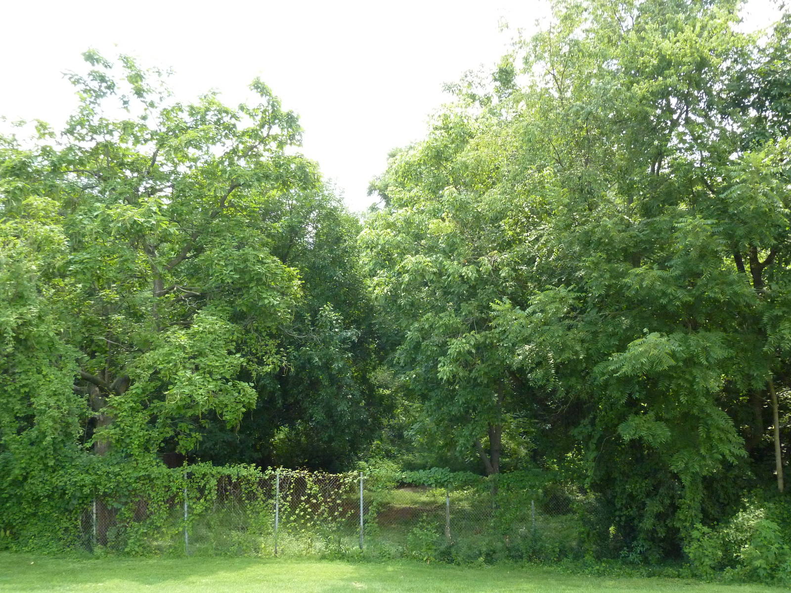 Red-Crowned Crane Exhibit