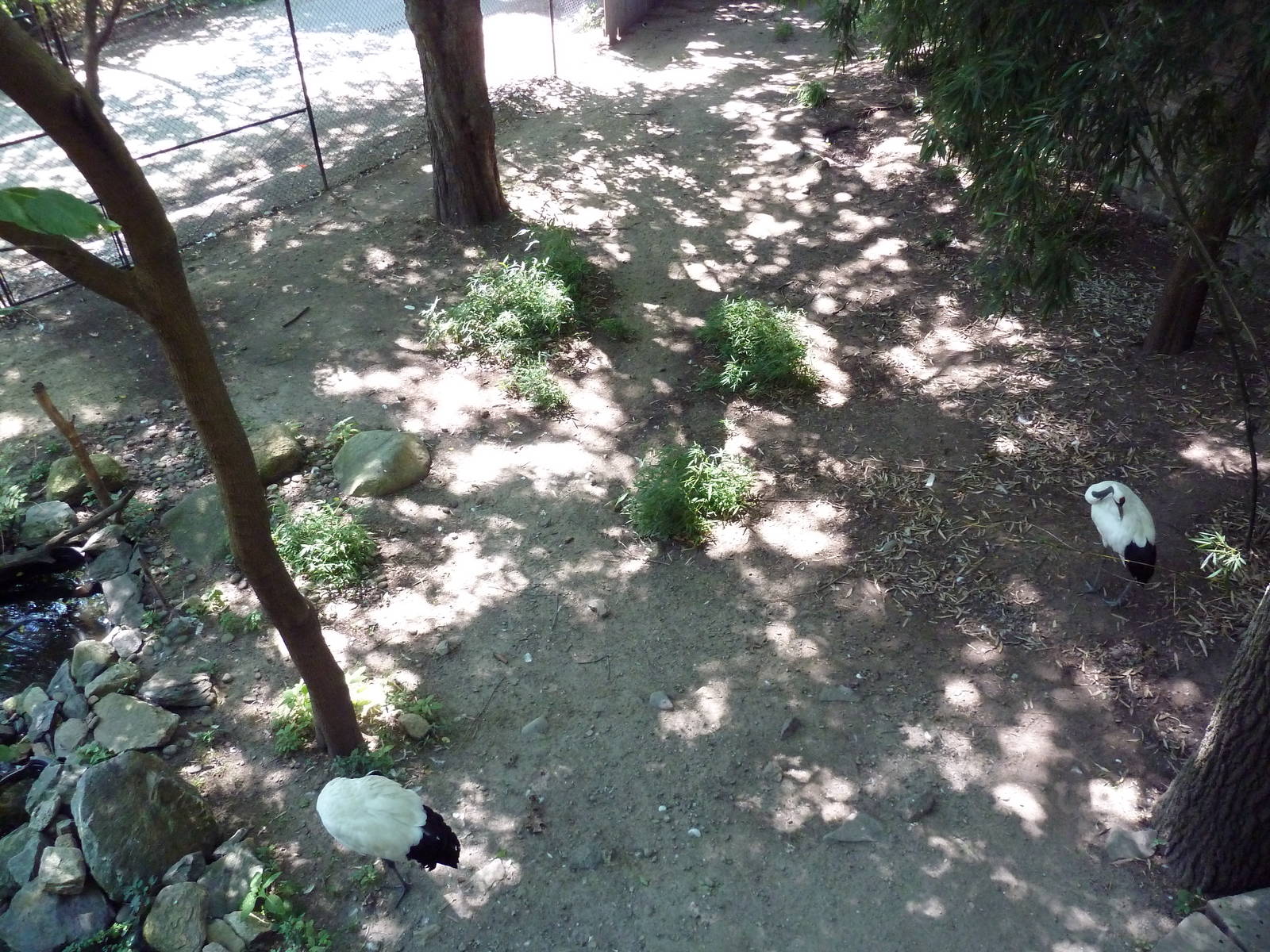 Red-Crowned Crane Exhibit