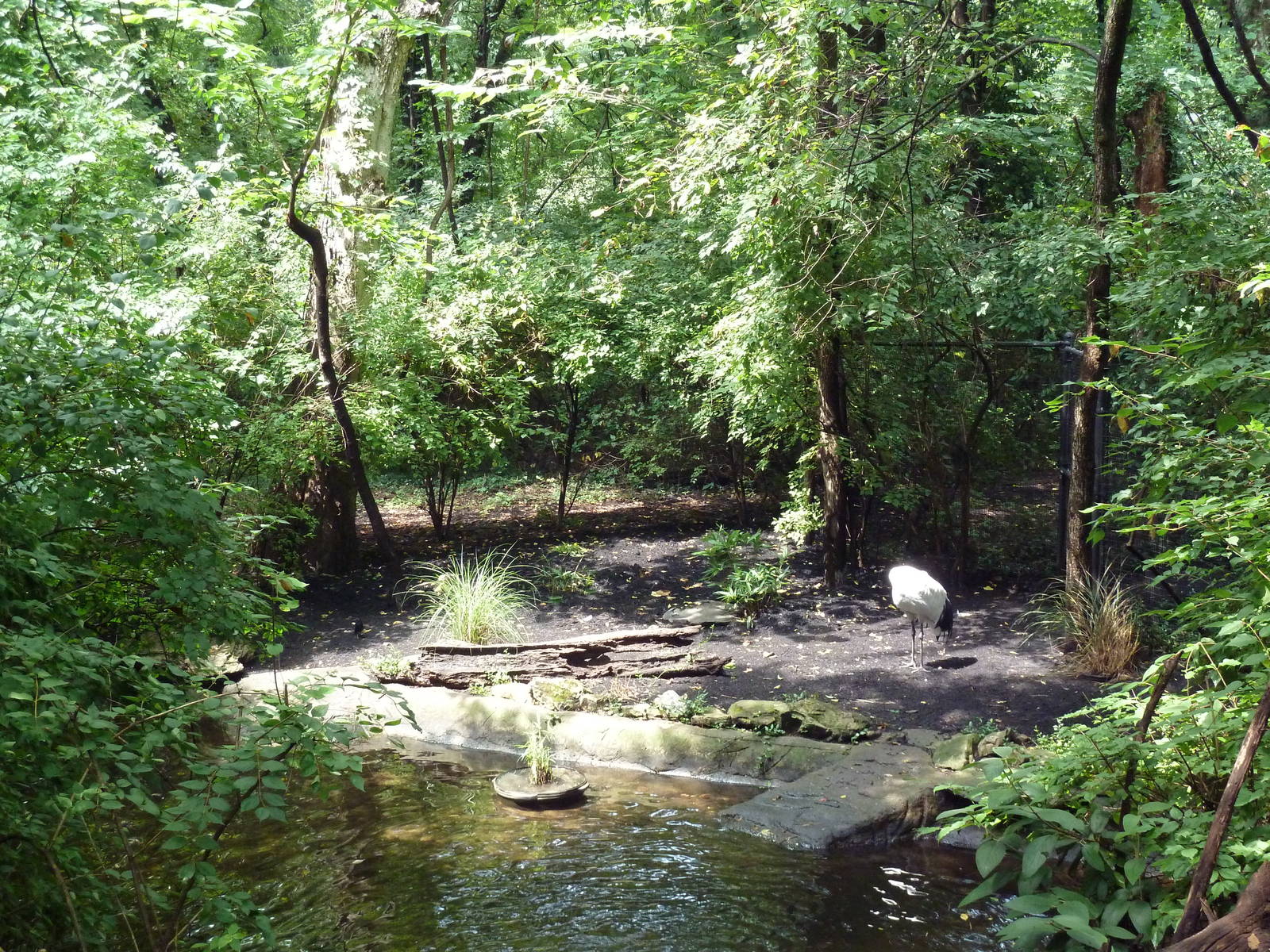 Red-Crowned Crane Exhibit