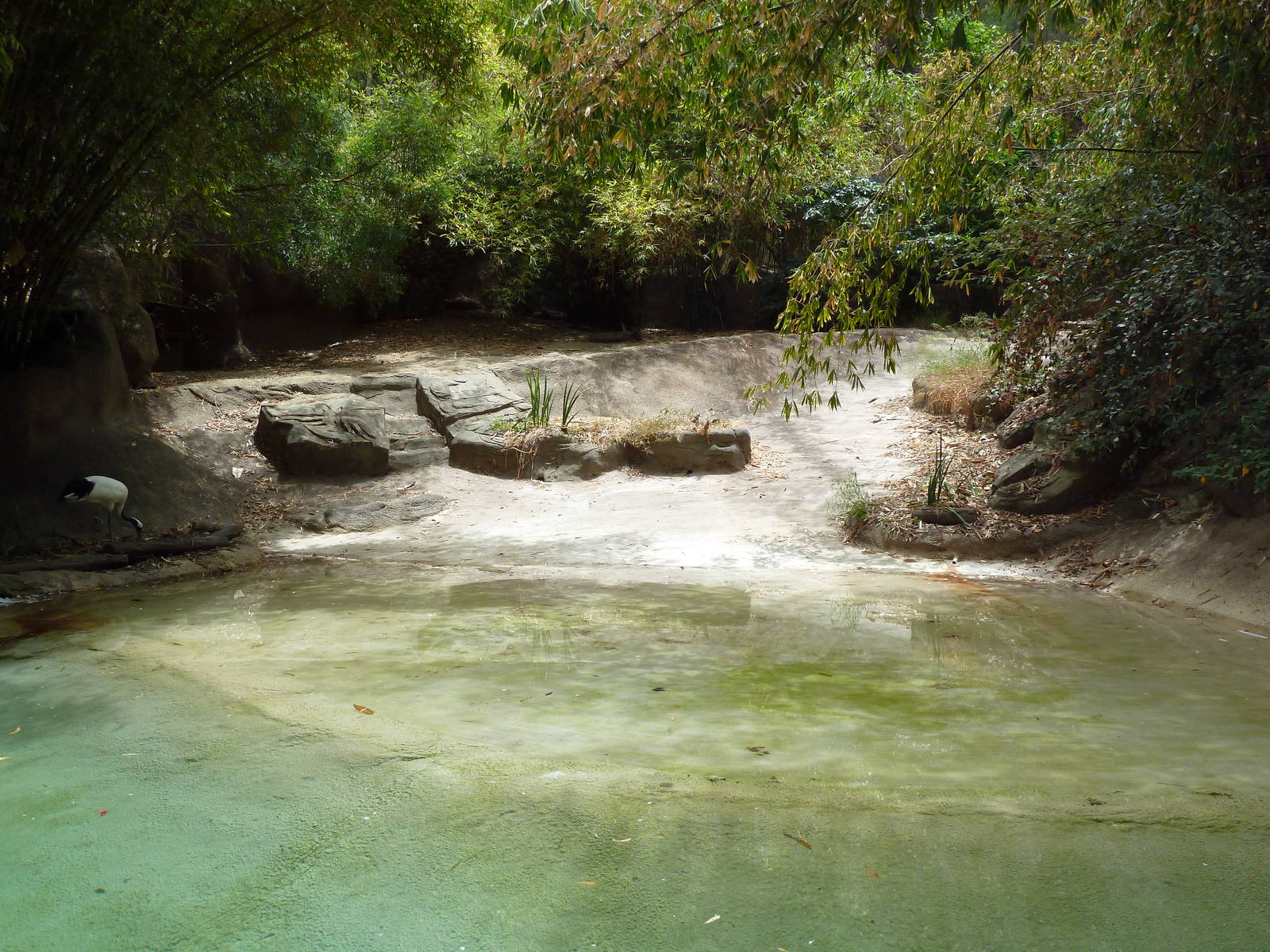 Red-Crowned Crane Exhibit